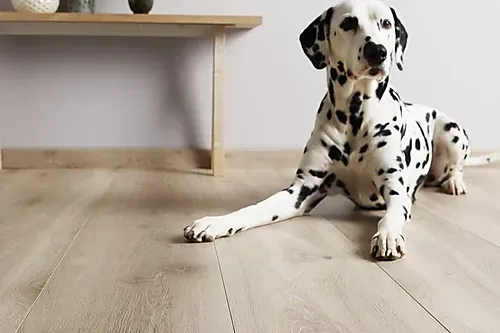 Opus laminatgulv 1-stav XL hvit bred og lang bord